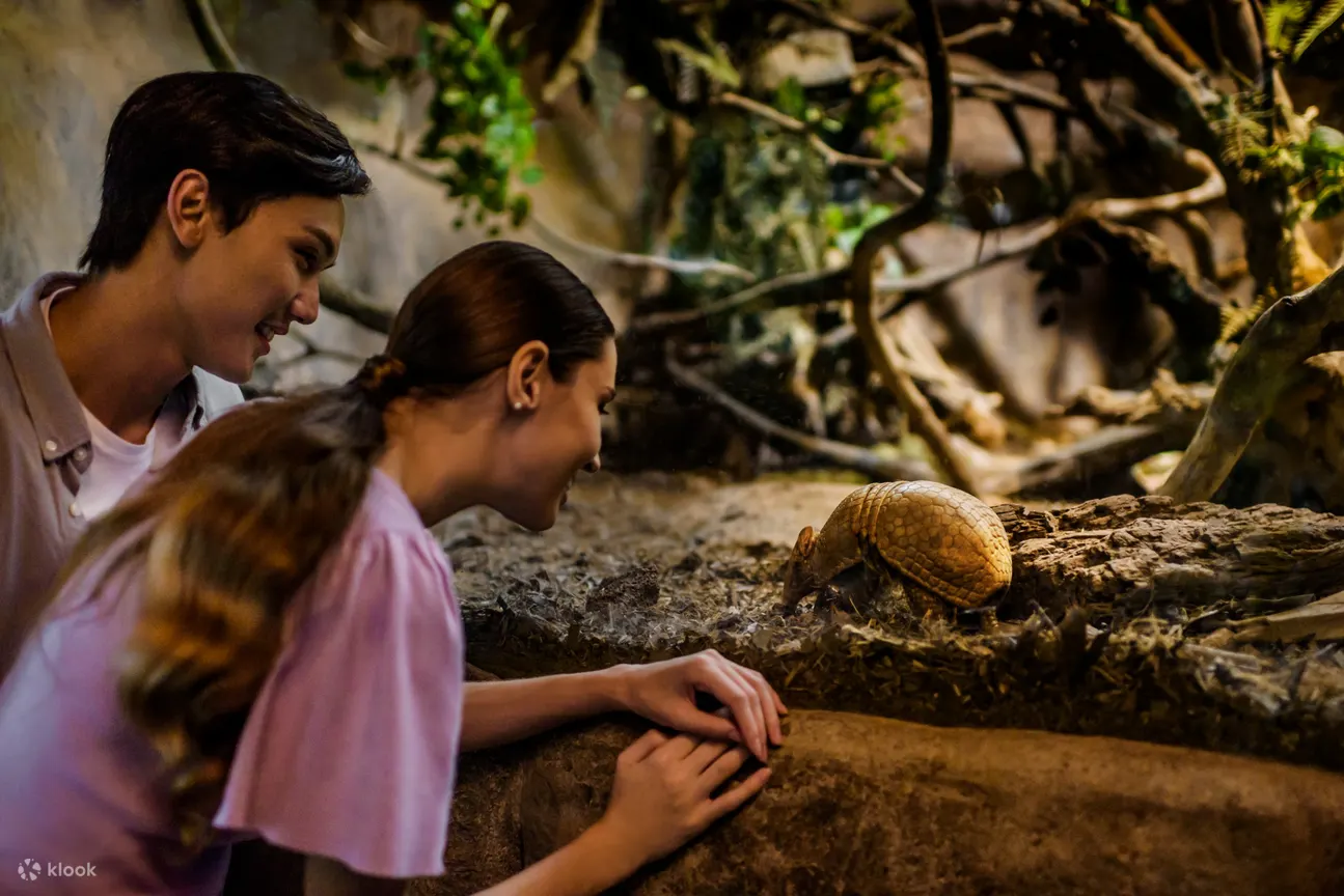Southern three banded armadillos